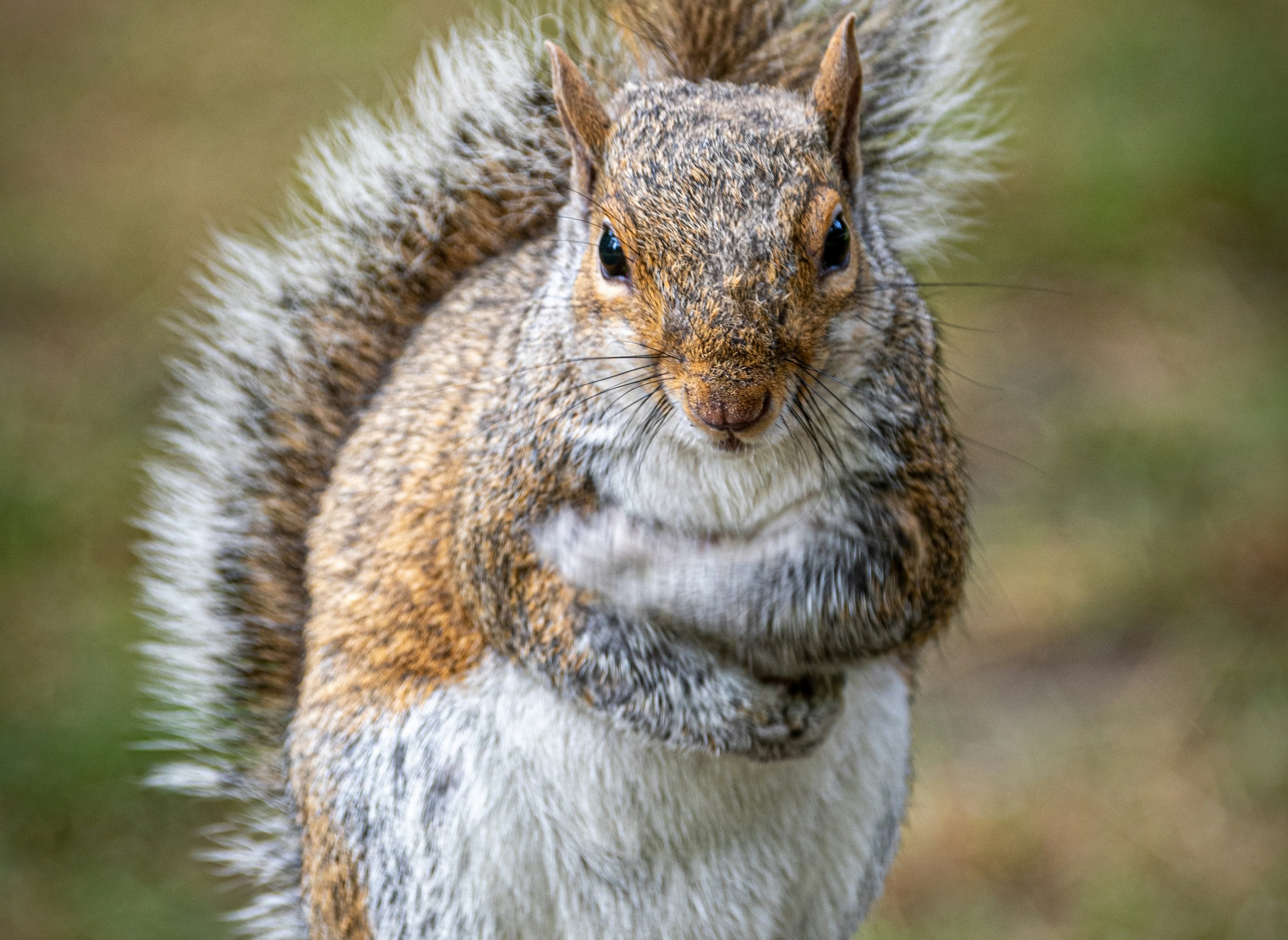 Sheet music notation for Let Us Chase the Squirrel